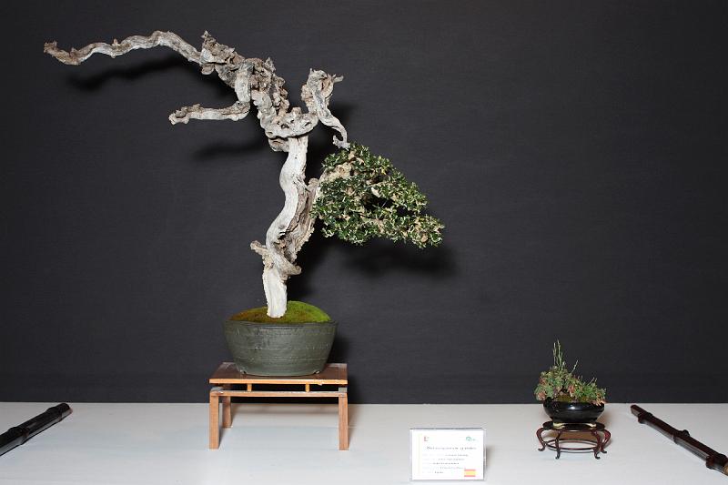 Bonsai, cay the, cay canh nghe thuat, cây cảnh nghệ thuật